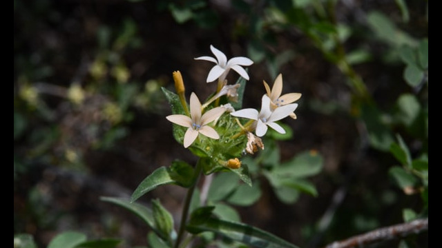 Collomia grandiflora Grand Collomia, Collomia grandiflora