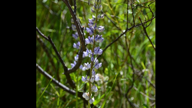 Lupine