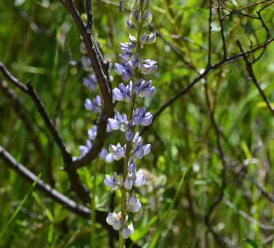 Lupine