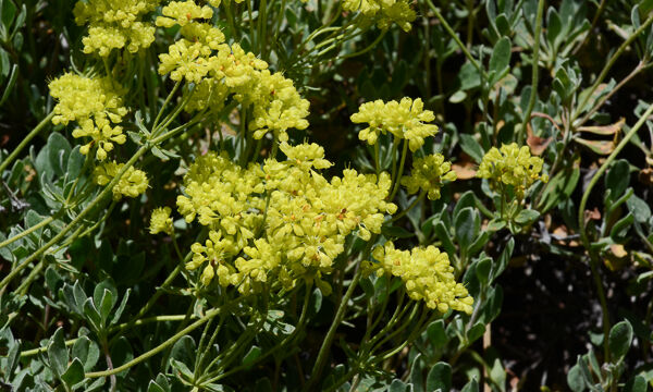 Eriogonum umbellatum Sulfur Buckwheat, Eriogonum umbellatum