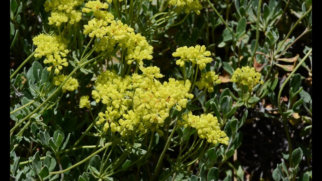 Eriogonum umbellatum Sulfur Buckwheat, Eriogonum umbellatum