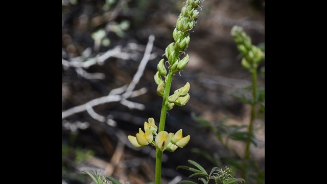 Lupine