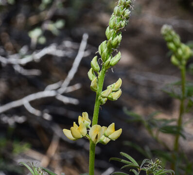 Lupine