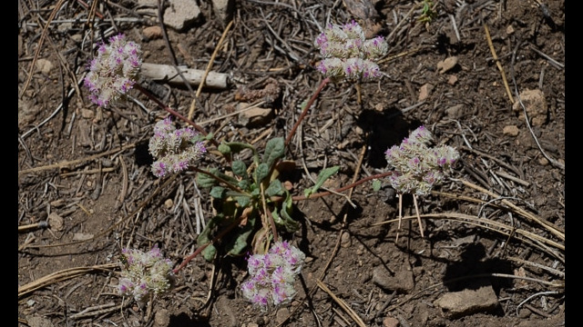 Calyptridium umbellatum Pussy paws, Calyptridium umbellatum