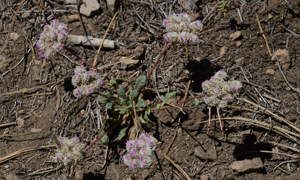 Calyptridium umbellatum Pussy paws, Calyptridium umbellatum