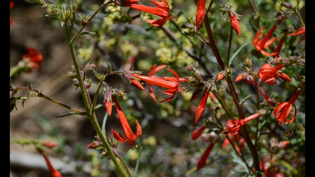 Ipomopsis aggregata Scarlet Gilia, Ipomopsis aggregata