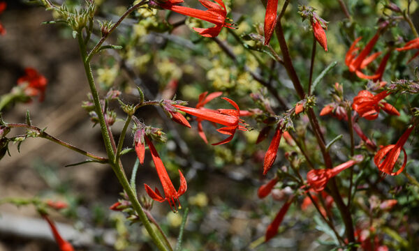 Ipomopsis aggregata Scarlet Gilia, Ipomopsis aggregata