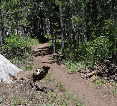 Trail into the forest
