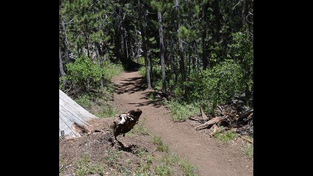 Trail into the forest