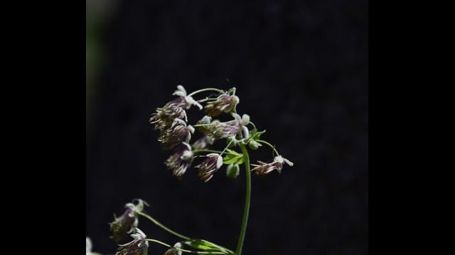 Thalictrum fendleri Meadow Rue, Thalictrum fendleri