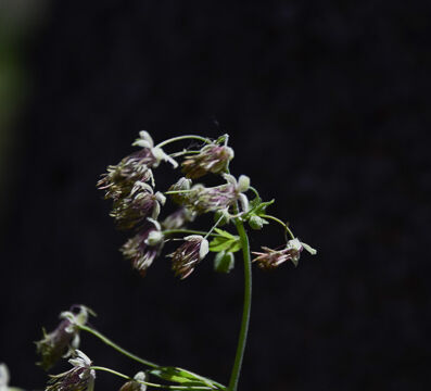 Thalictrum fendleri Meadow Rue, Thalictrum fendleri