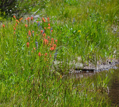 Paintbrush and lupine on Sagehen Creek