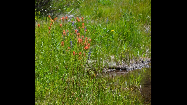 Paintbrush and lupine on Sagehen Creek