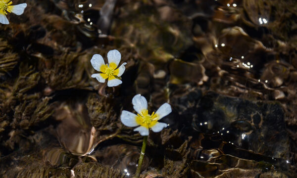 Ranunculus aquatilis Water Buttercup, Ranunculus aquatilis
