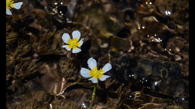 Ranunculus aquatilis Water Buttercup, Ranunculus aquatilis