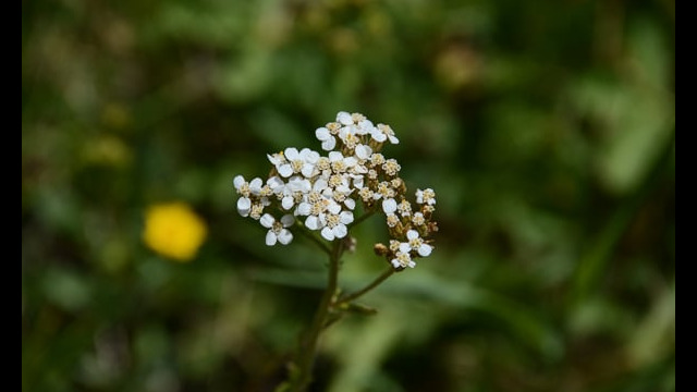 Achillea millefolium Yarrow, Achillea millefolium