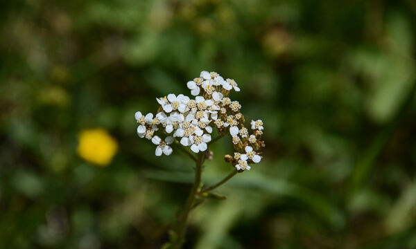 Achillea millefolium Yarrow, Achillea millefolium