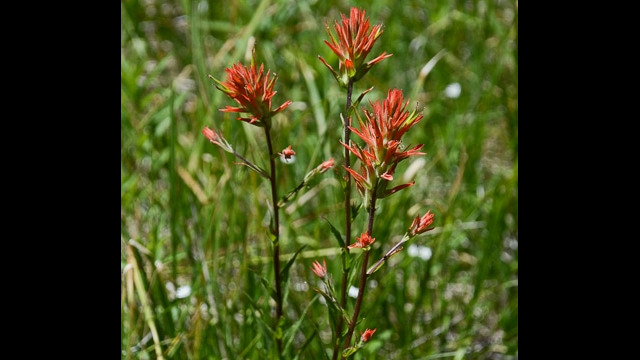 Castilleja miniata ssp. miniata Scarlet paintbrush, Castilleja miniata ssp. miniata