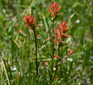 Castilleja miniata ssp. miniata Scarlet paintbrush, Castilleja miniata ssp. miniata