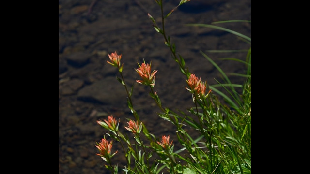 Castilleja miniata ssp. miniata Scarlet paintbrush, Castilleja miniata ssp. miniata
