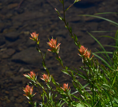 Castilleja miniata ssp. miniata Scarlet paintbrush, Castilleja miniata ssp. miniata