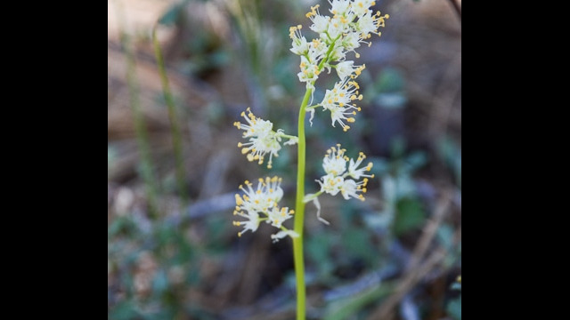 Toxicoscordion venenosum var. venenosum Meadow deathcamas, Toxicoscordion venenosum var. venenosum