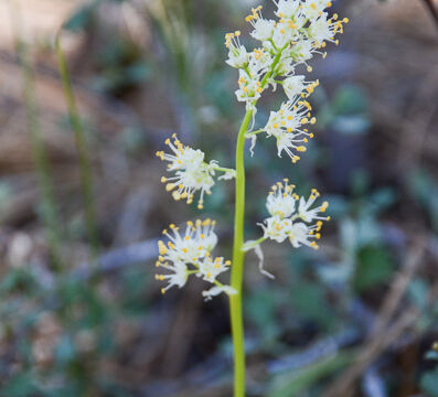 Toxicoscordion venenosum var. venenosum Meadow deathcamas, Toxicoscordion venenosum var. venenosum