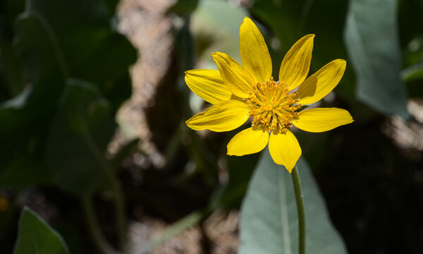 Balsamorhiza sagittata Arrowleaf Balsamroot, Balsamorhiza sagittata