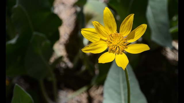 Balsamorhiza sagittata Arrowleaf Balsamroot, Balsamorhiza sagittata