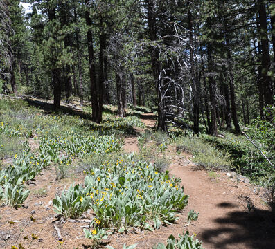 Mules ears and Balsamroot