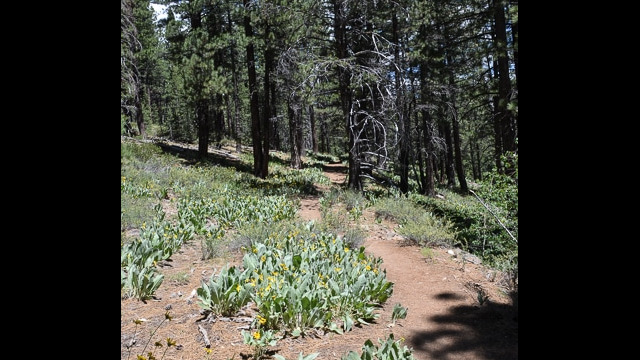 Mules ears and Balsamroot