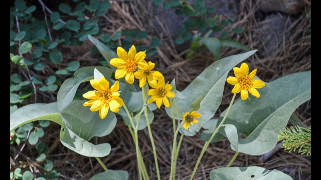 Balsamorhiza sagittata Arrowleaf Balsamroot, Balsamorhiza sagittata