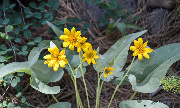 Balsamorhiza sagittata Arrowleaf Balsamroot, Balsamorhiza sagittata