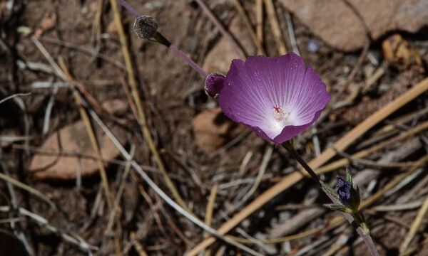 Sidalcea glaucescens Waxy Checkerbloom, Sidalcea glaucescens