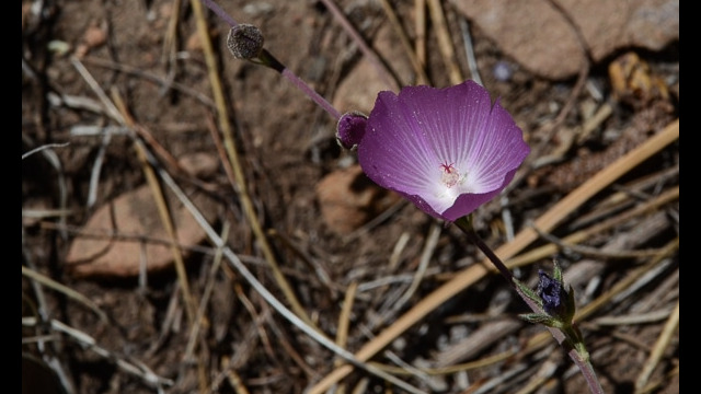 Sidalcea glaucescens Waxy Checkerbloom, Sidalcea glaucescens