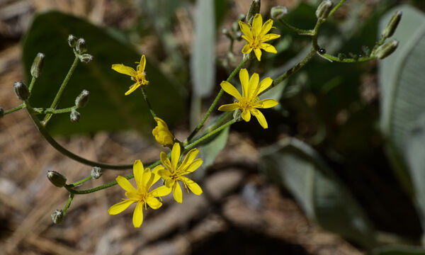 Crepis sp. Hawksbeard, Crepis sp.