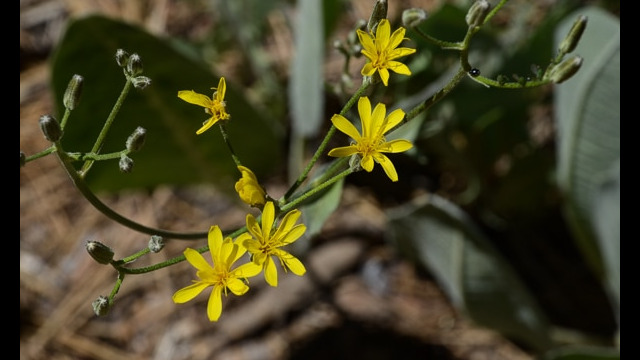 Crepis sp. Hawksbeard, Crepis sp.