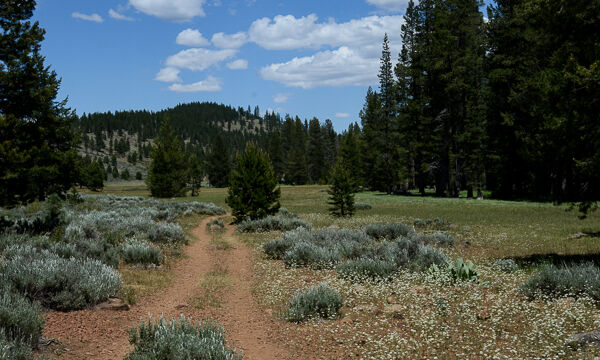 Opening out to the meadow