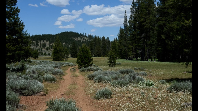 Opening out to the meadow