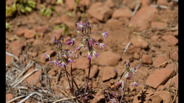 Allium campanulatum Sierra Onion, Allium campanulatum