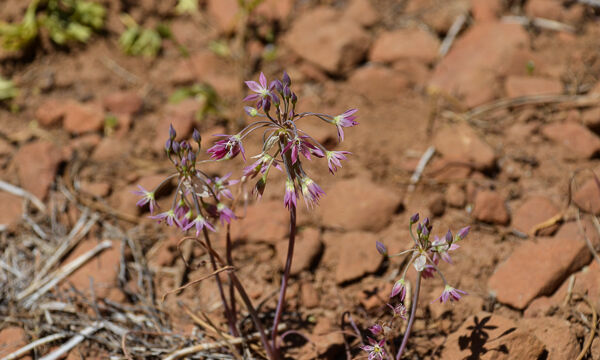 Allium campanulatum Sierra Onion, Allium campanulatum