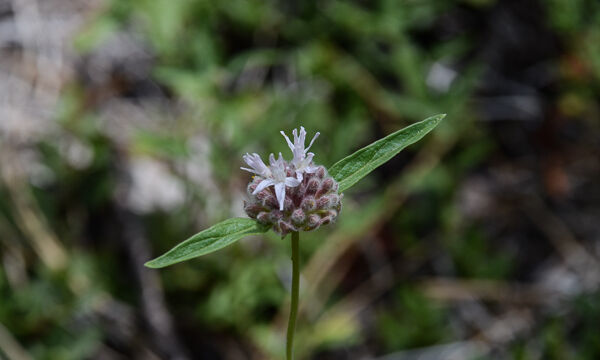 Monardella odoratissima Mountain Pennyroyal, Monardella odoratissima