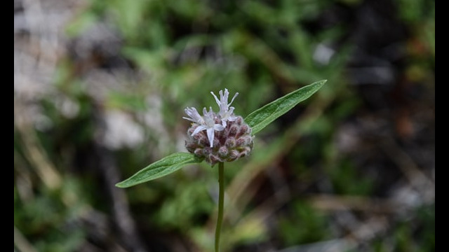 Monardella odoratissima Mountain Pennyroyal, Monardella odoratissima