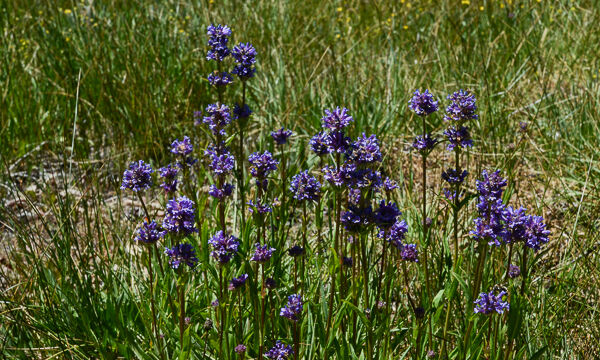 Penstemon rydbergii Meadow Penstemon, Penstemon rydbergii