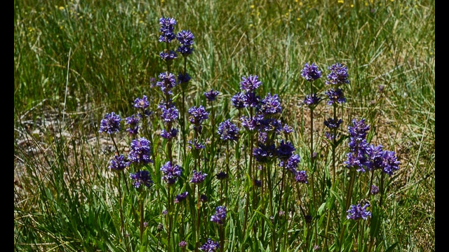 Penstemon rydbergii Meadow Penstemon, Penstemon rydbergii
