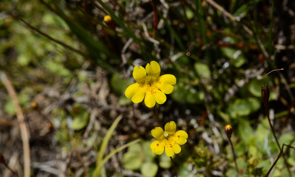 Mimulus primuloides Primrose Monkeyflower, Mimulus primuloides