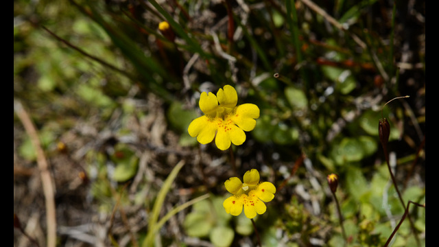 Mimulus primuloides Primrose Monkeyflower, Mimulus primuloides