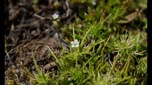 Navarretia sp.