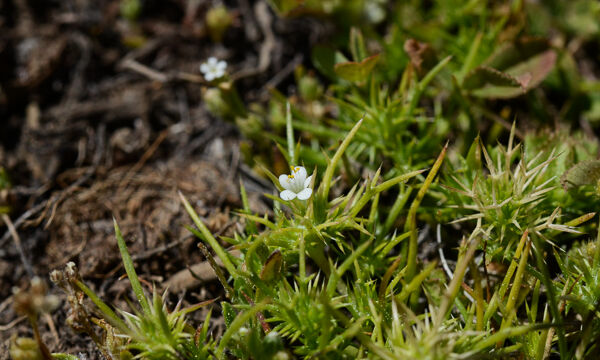 Navarretia sp.