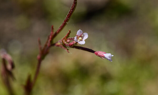 Boechera sp.